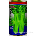 2015 hot sale organic celery seeds for growing